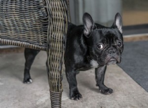 Agitação, calafrios e tremores em cães