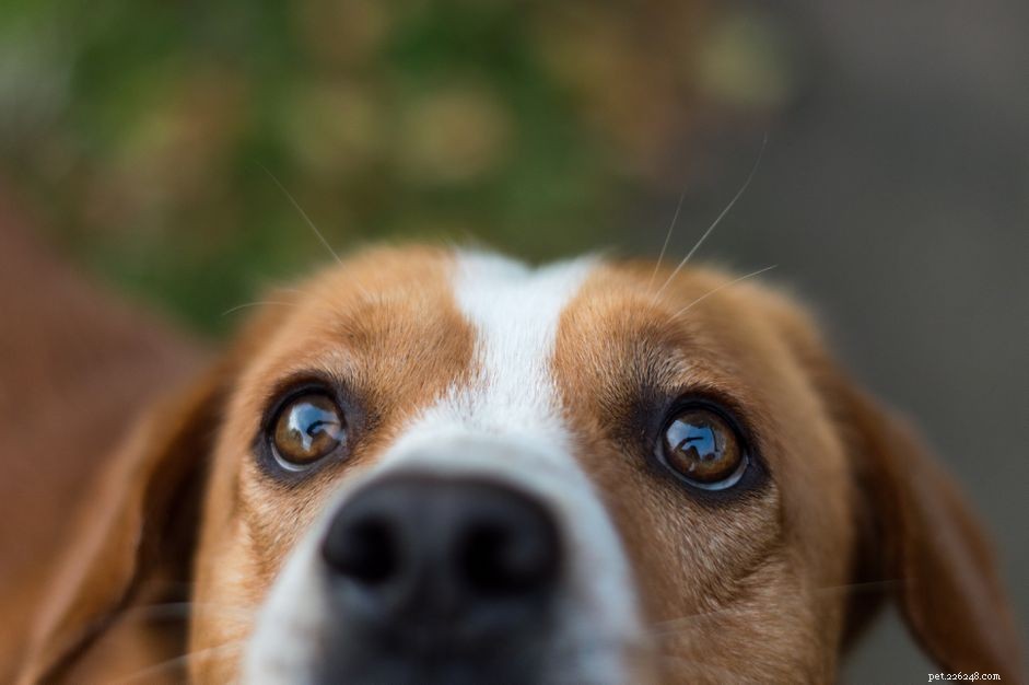Lesioni oculari nei cani:cause e trattamento