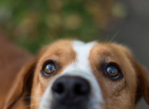 Poranění očí u psů:příčiny a léčba