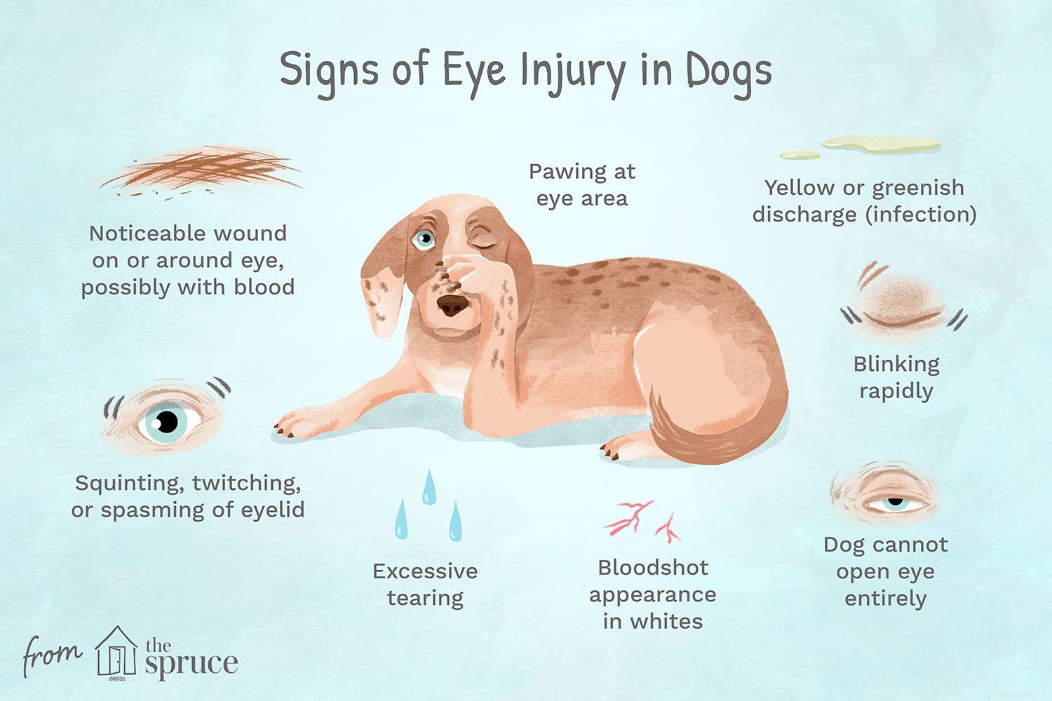 Lesioni oculari nei cani:cause e trattamento