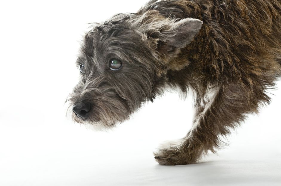 Como tratar convulsões e doenças cerebrais em cães