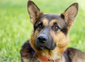 犬のダニ媒介性エールリヒア症の治療法 