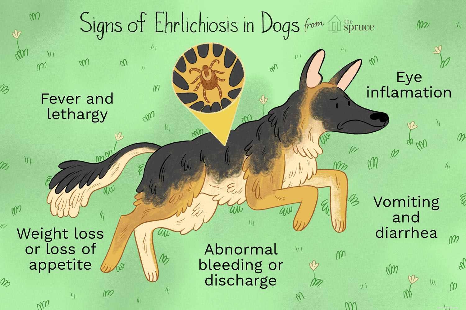 Hoe de door teken overgedragen ziekte Ehrlichiose bij honden te behandelen