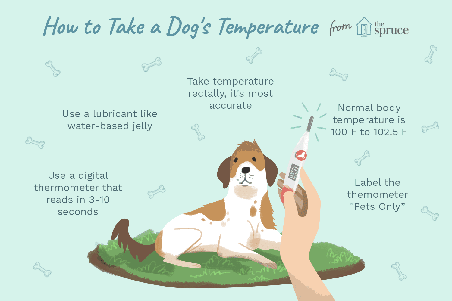 犬の体温をチェックして読みを解釈する方法 
