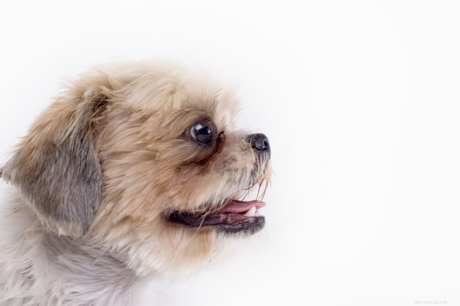 Överdriven rivning och ögondränering hos hundar