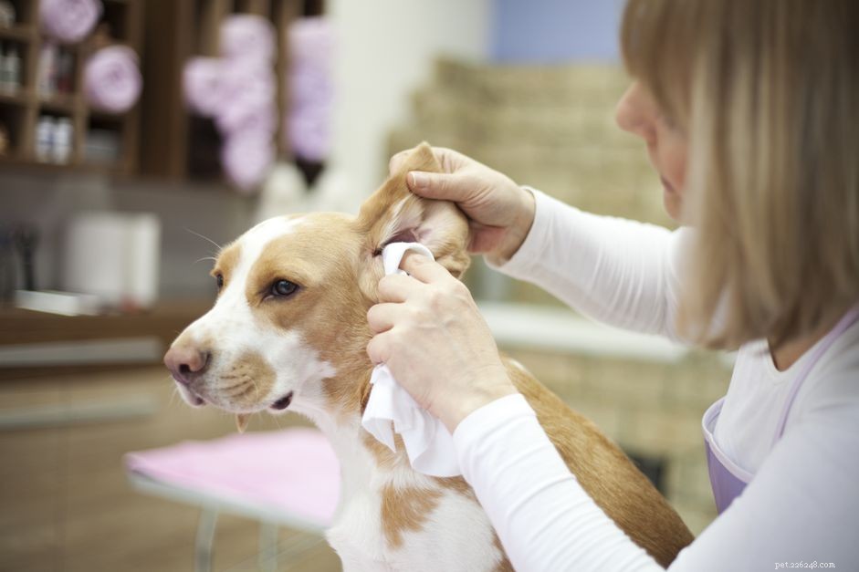Jak čistit svým psům uši
