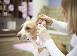 Como limpar as orelhas do seu cão