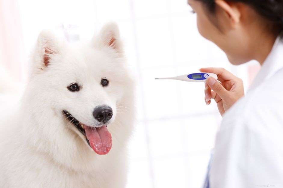Как проверить температуру тела собаки и интерпретировать показания