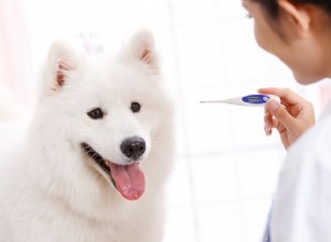 Como verificar a temperatura corporal do seu cão e interpretar a leitura