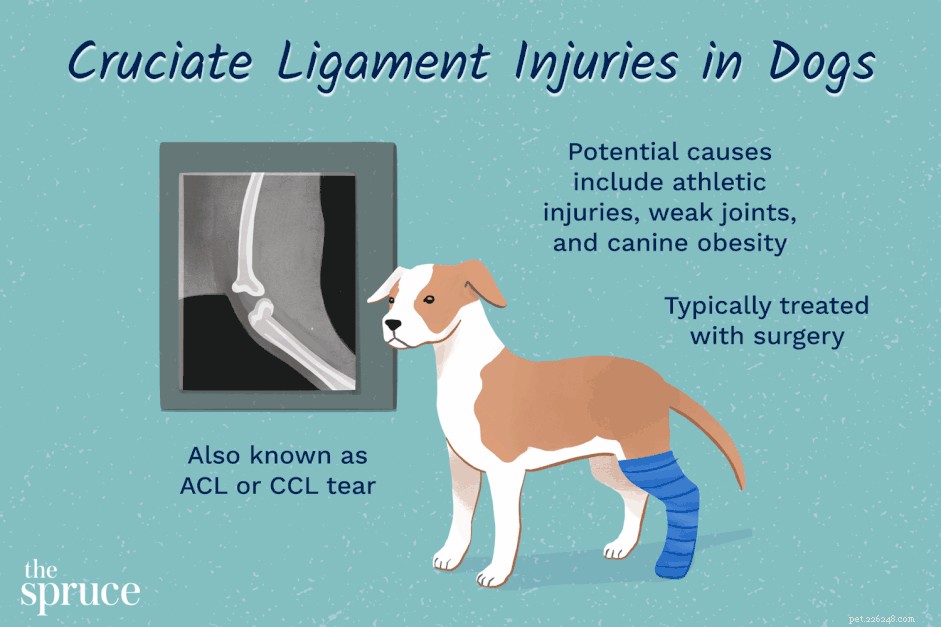 Comment traiter la rupture du ligament croisé chez le chien