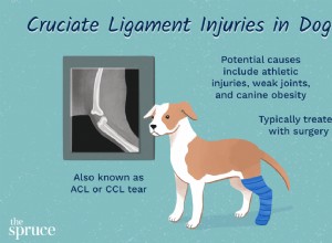 Como tratar o ligamento cruzado rompido em cães