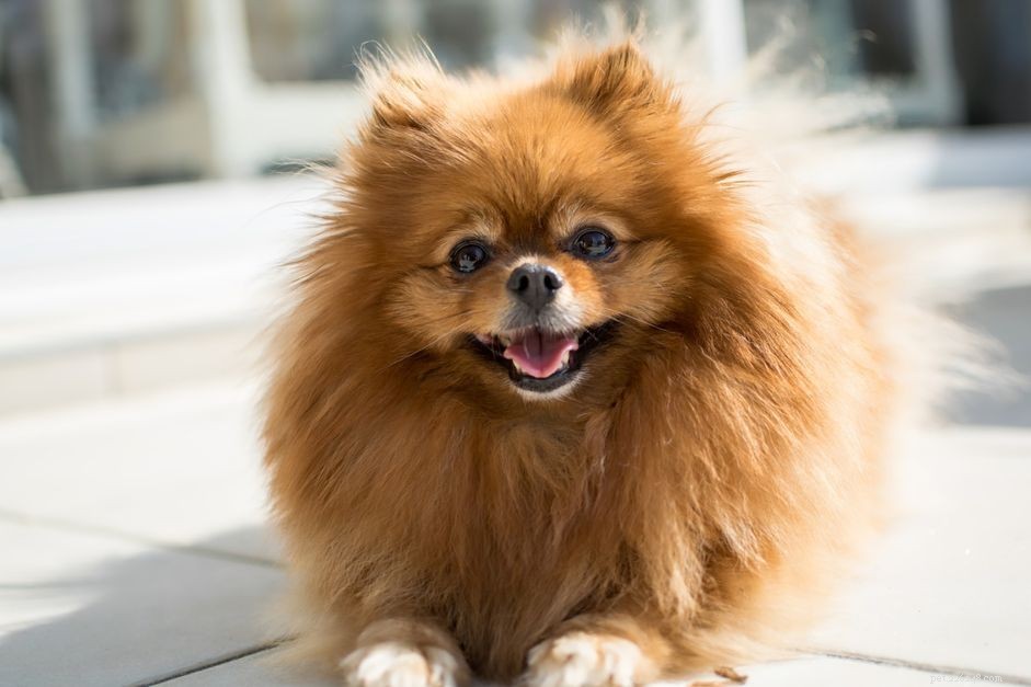 10 meilleures races de petits chiens pour un espace limité