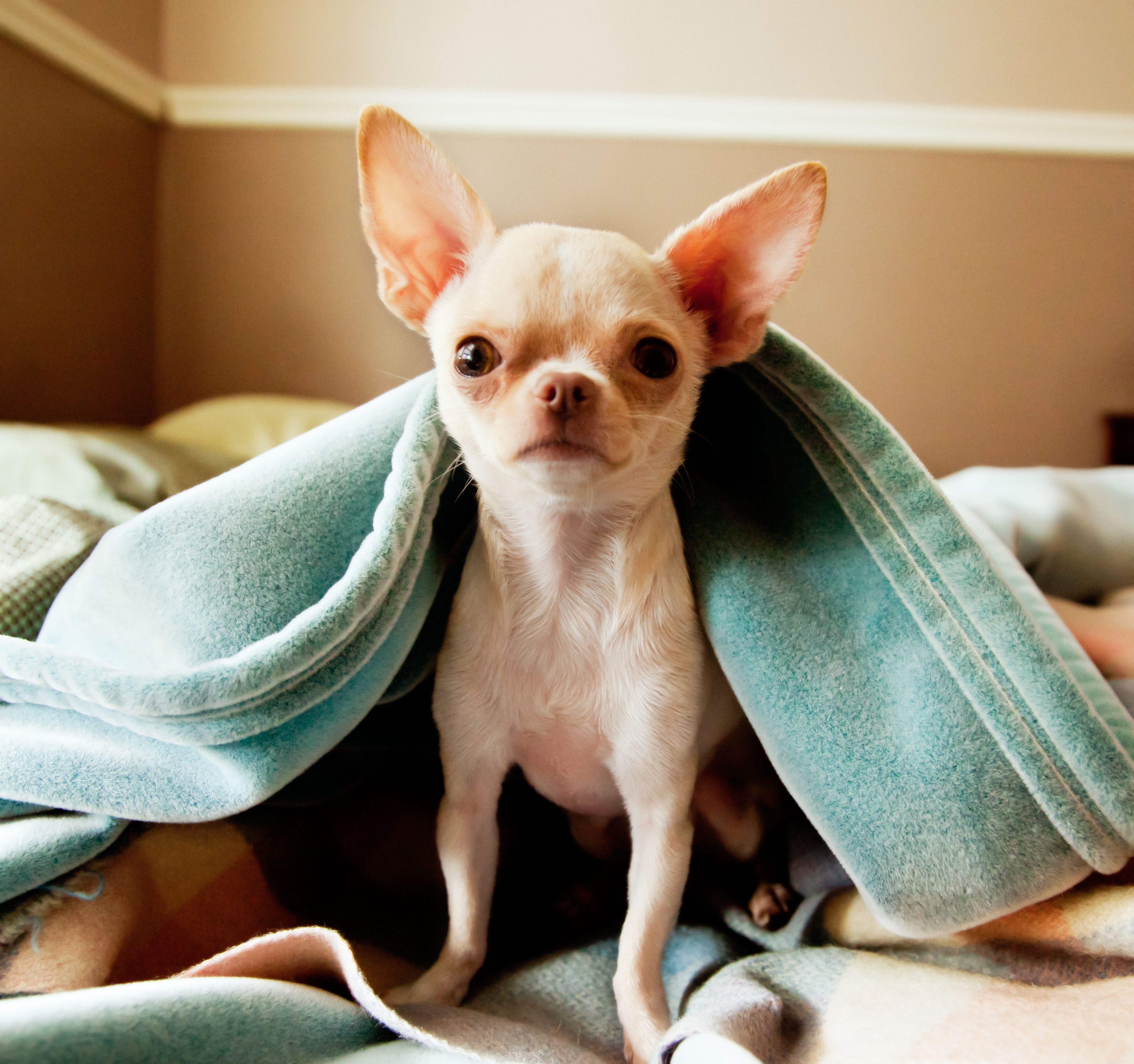 10 beste kleine hondenrassen voor beperkte ruimte