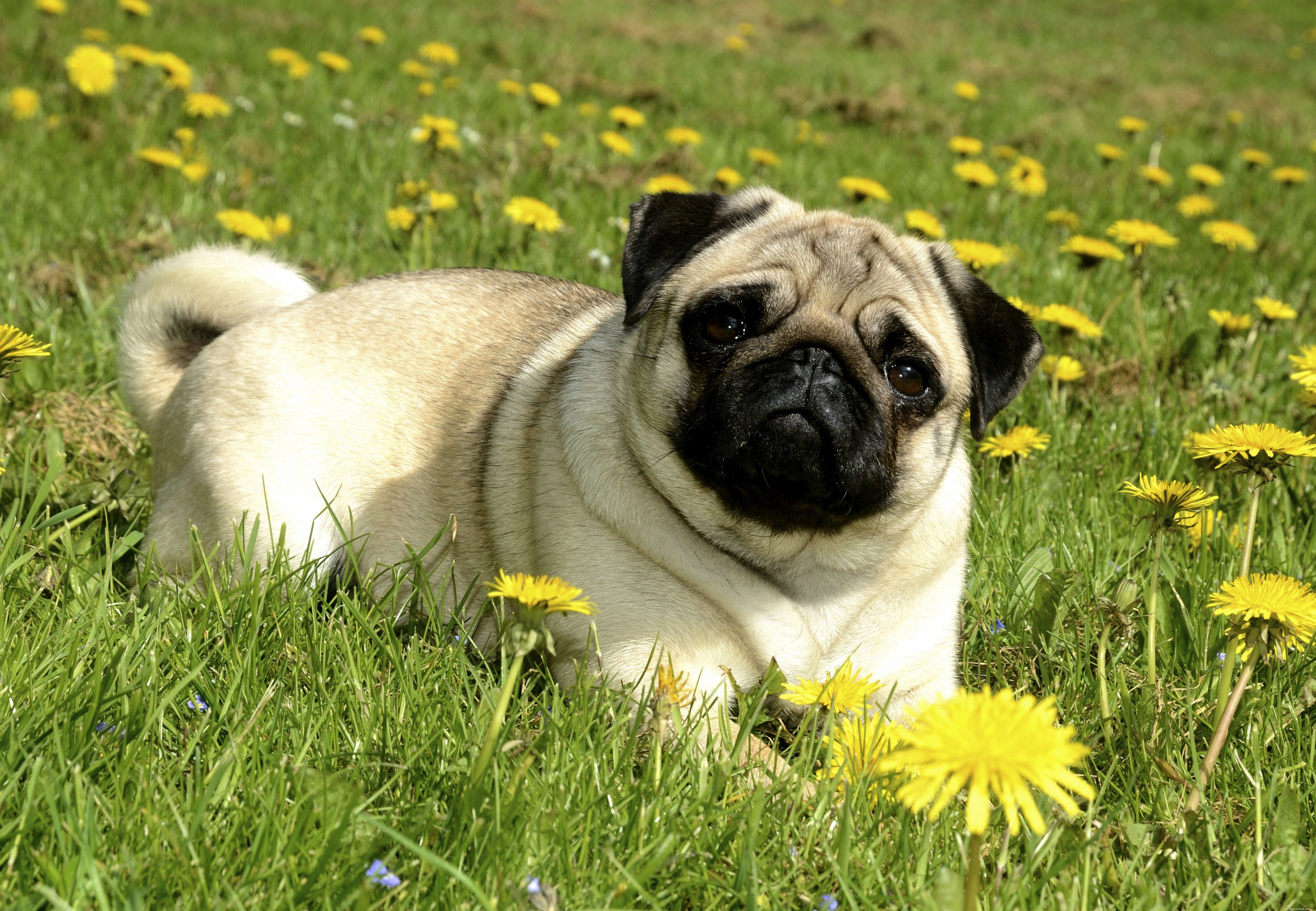 10 meilleures races de petits chiens pour un espace limité