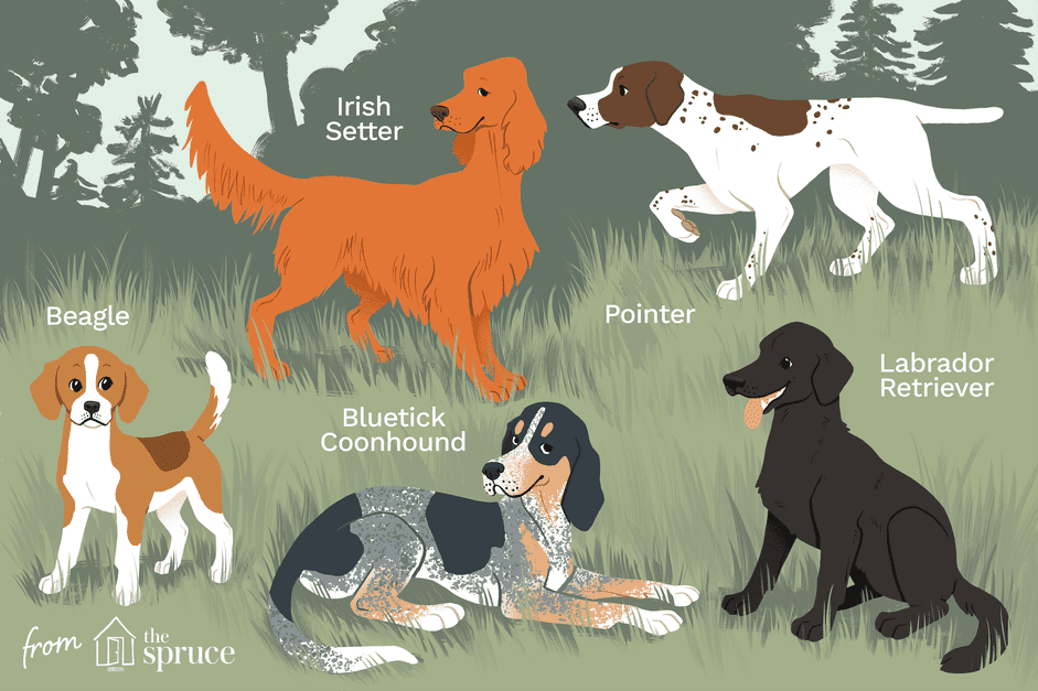 10 bästa hundraser för jakt