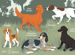 10 nejlepších plemen psů pro lov