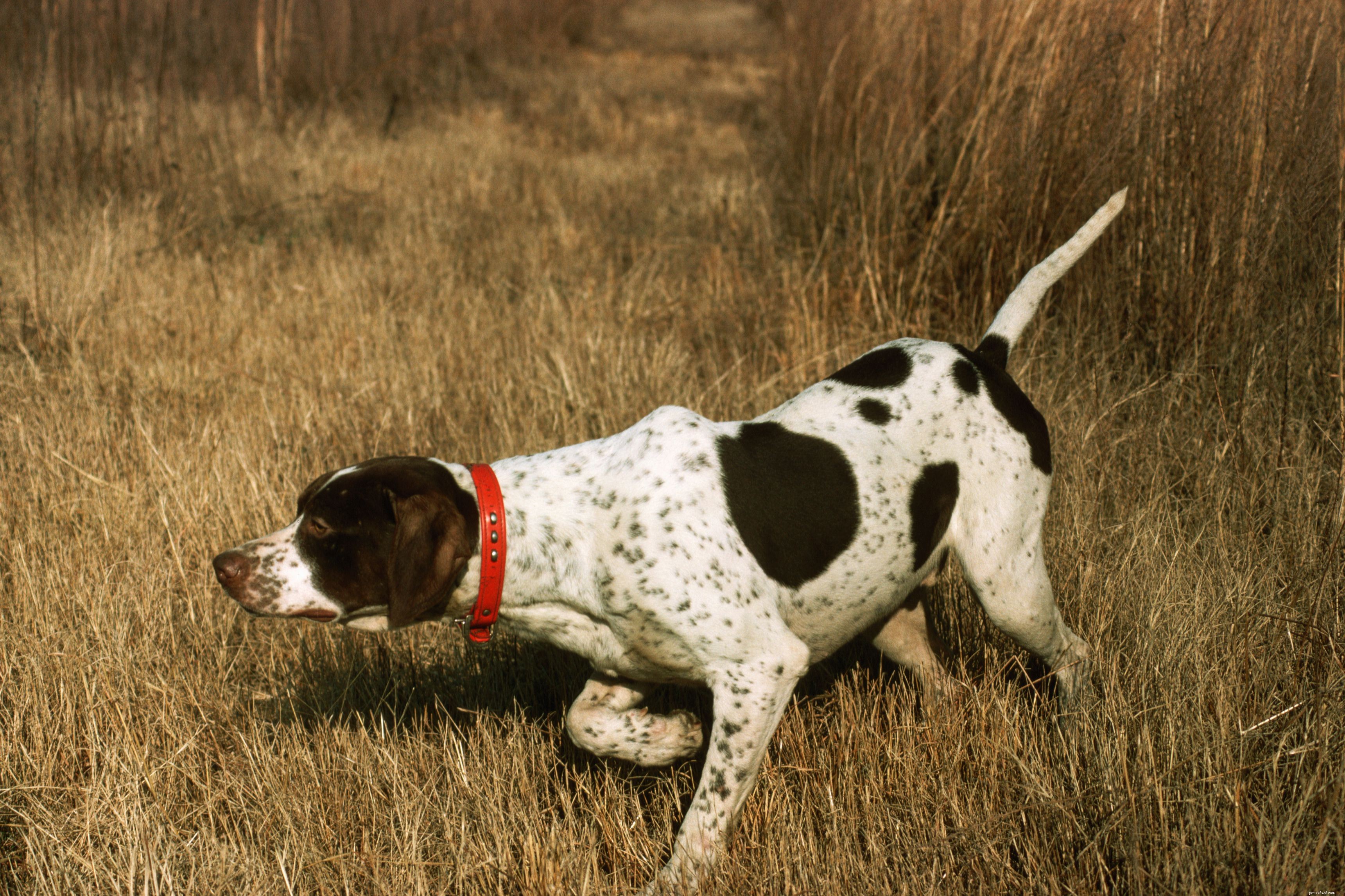 10 bästa hundraser för jakt