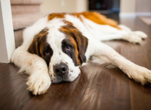 10 гигантских пород собак, из которых получаются отличные домашние питомцы
