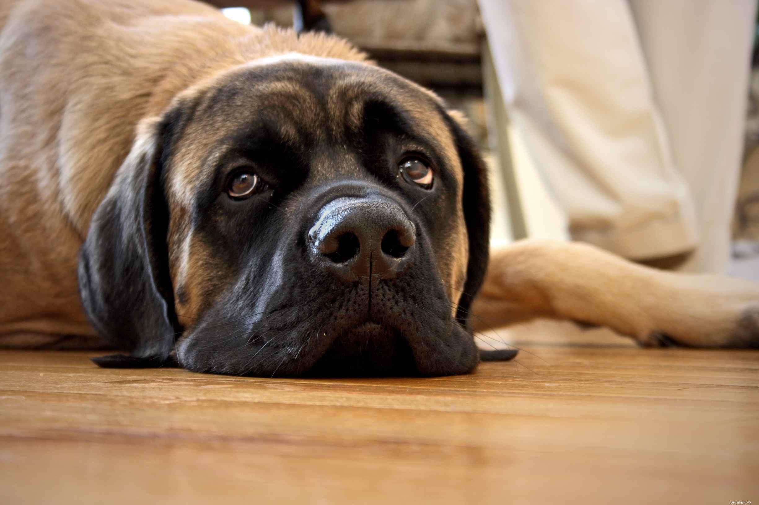 10 гигантских пород собак, из которых получаются отличные домашние питомцы