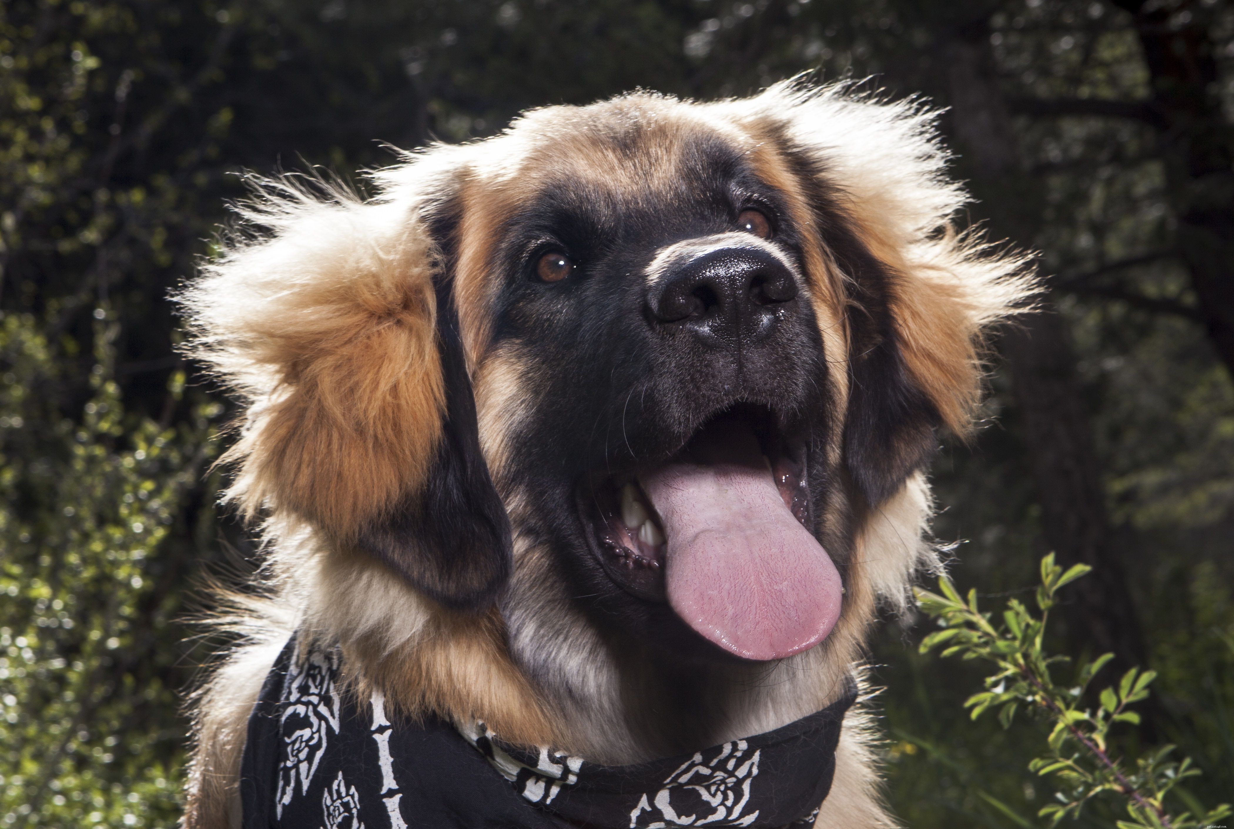 10 races de chiens géants qui font d excellents animaux de compagnie