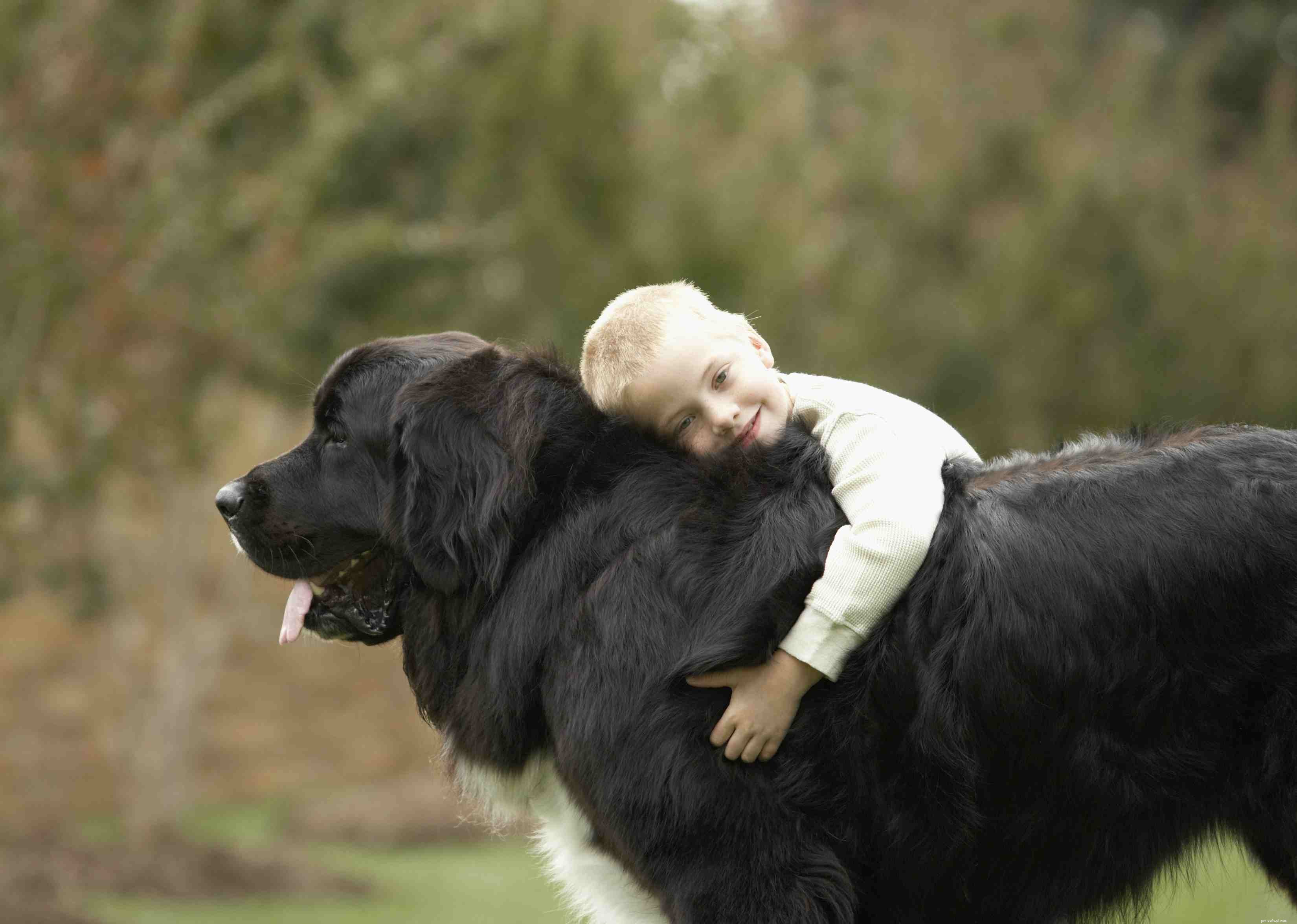 10 raças de cães gigantes que são ótimos animais de estimação