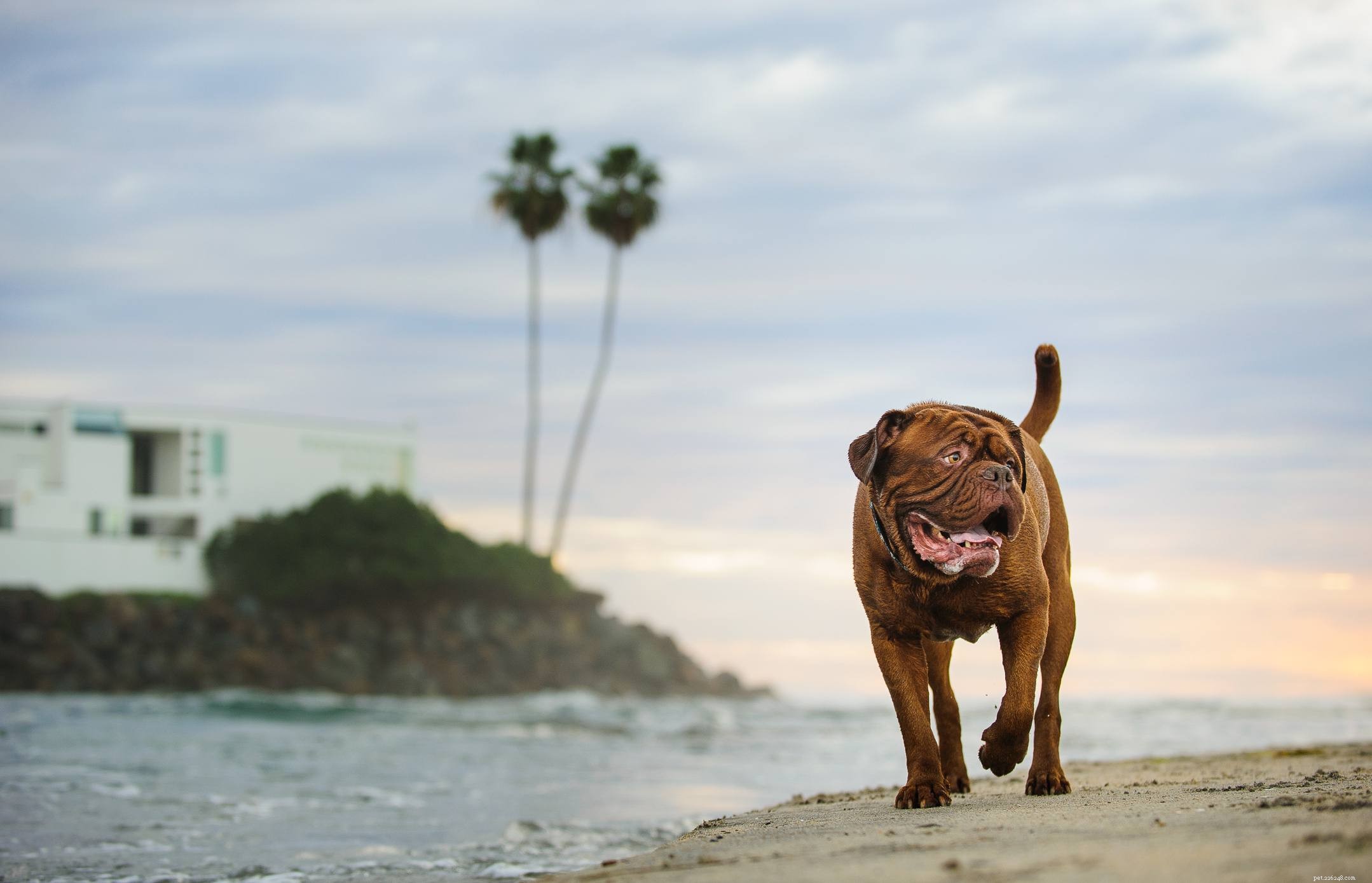 10 gigantische hondenrassen die geweldige huisdieren zijn
