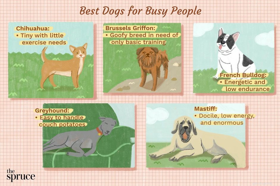 10 races de chiens nécessitant peu d entretien pour les propriétaires occupés