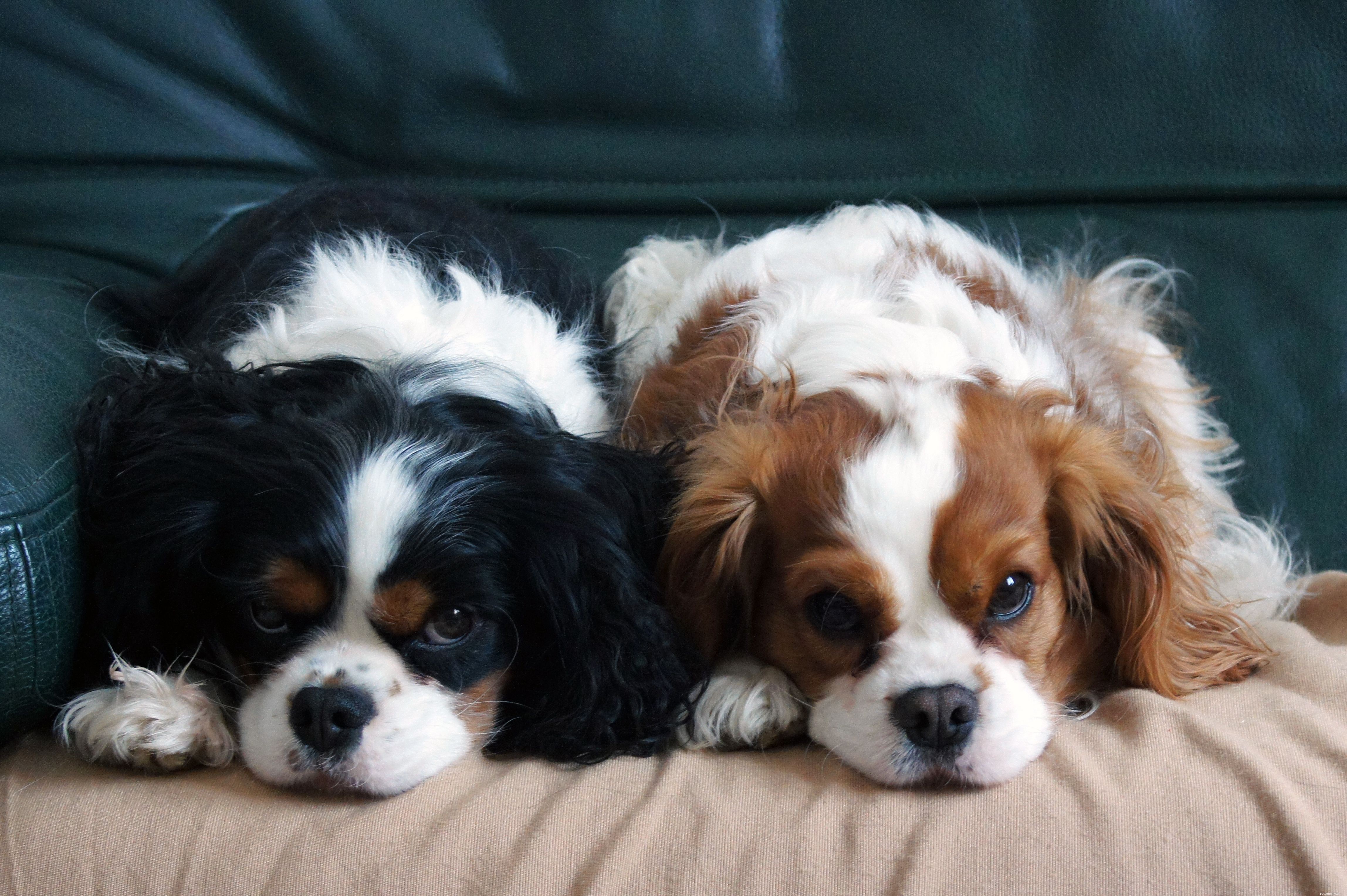 10 raças de cães de baixa manutenção para donos ocupados