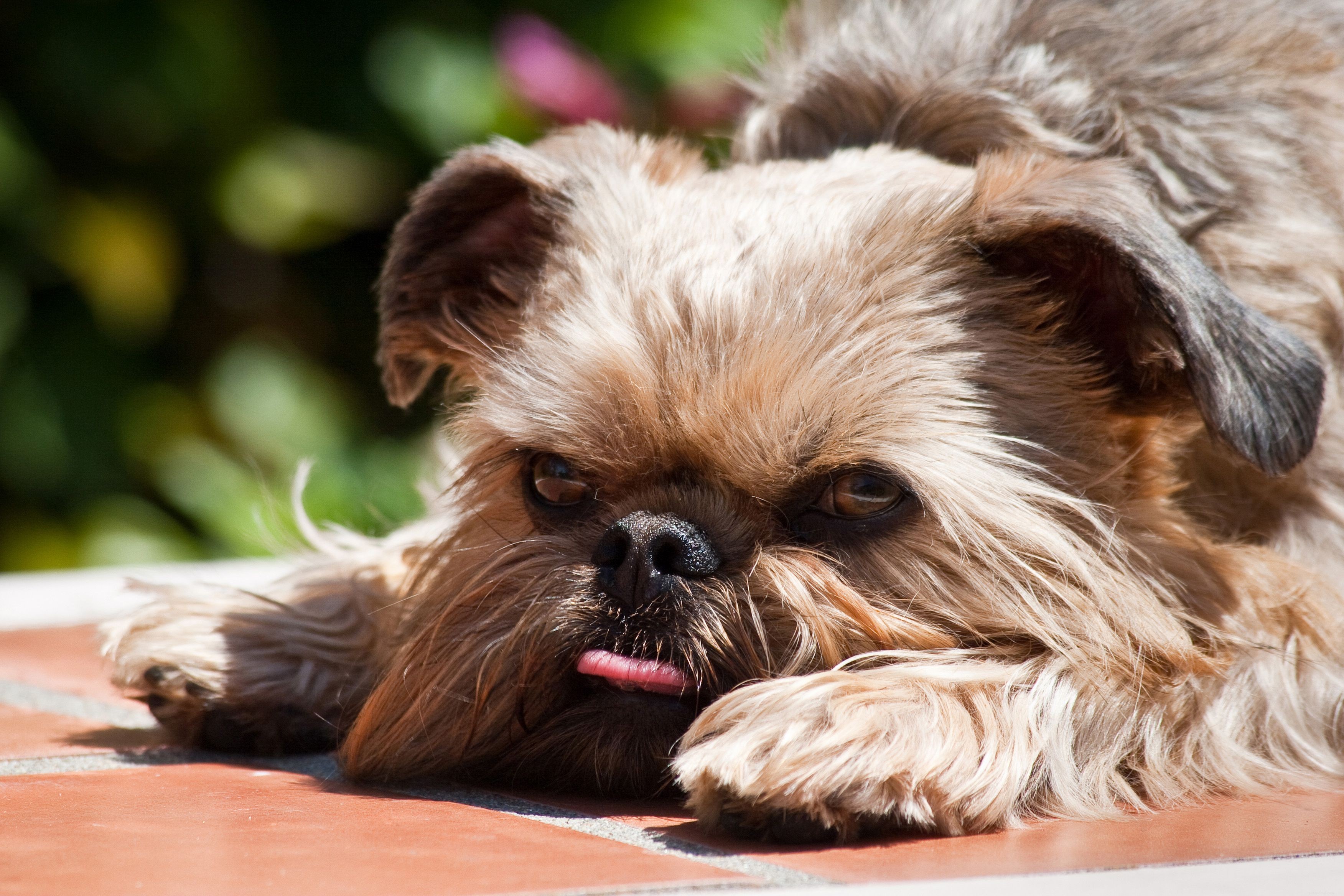 10 пород собак, не требующих особого ухода для занятых владельцев