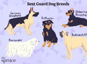 保護のための10の最高の犬種 