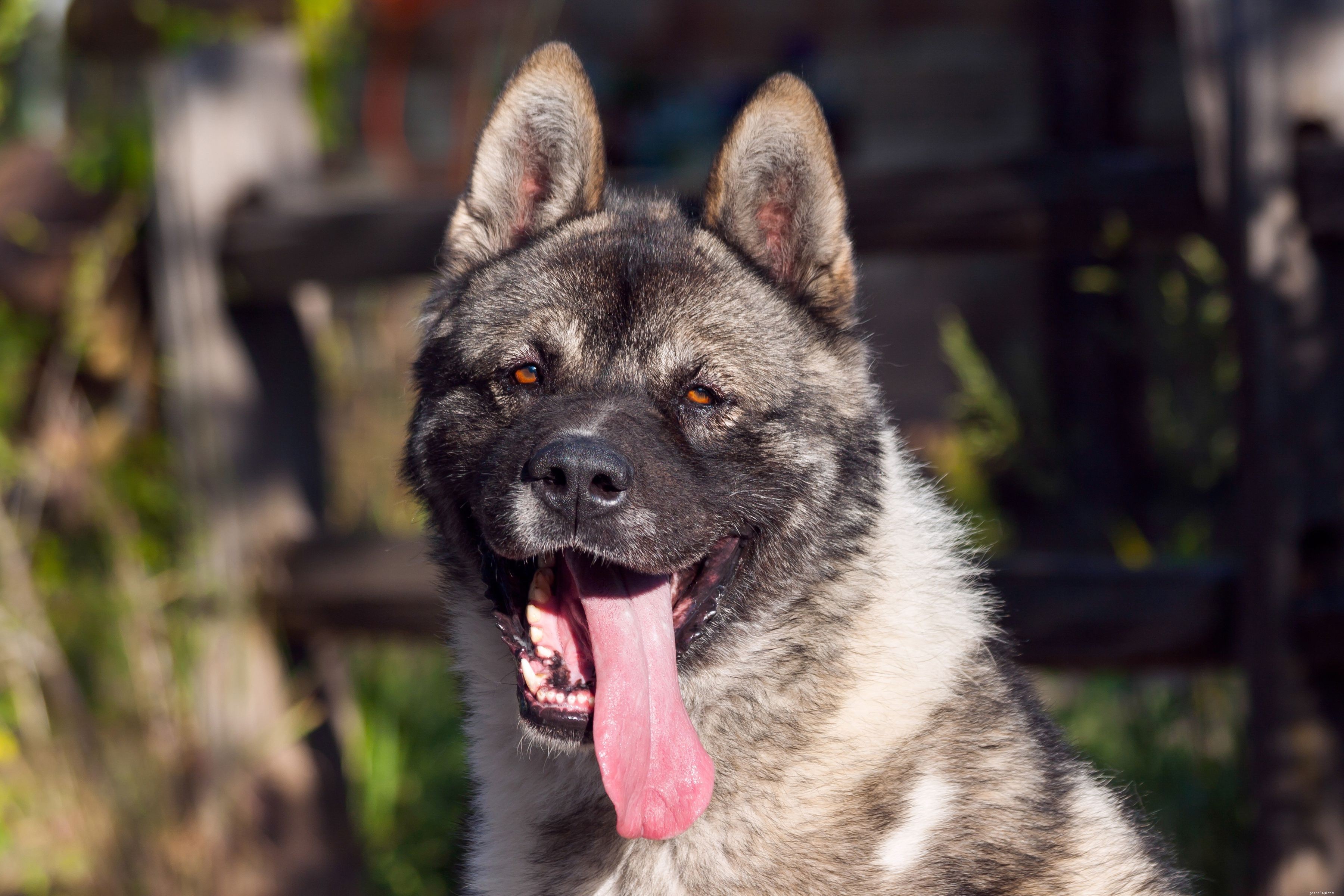 10 meilleures races de chiens pour la protection