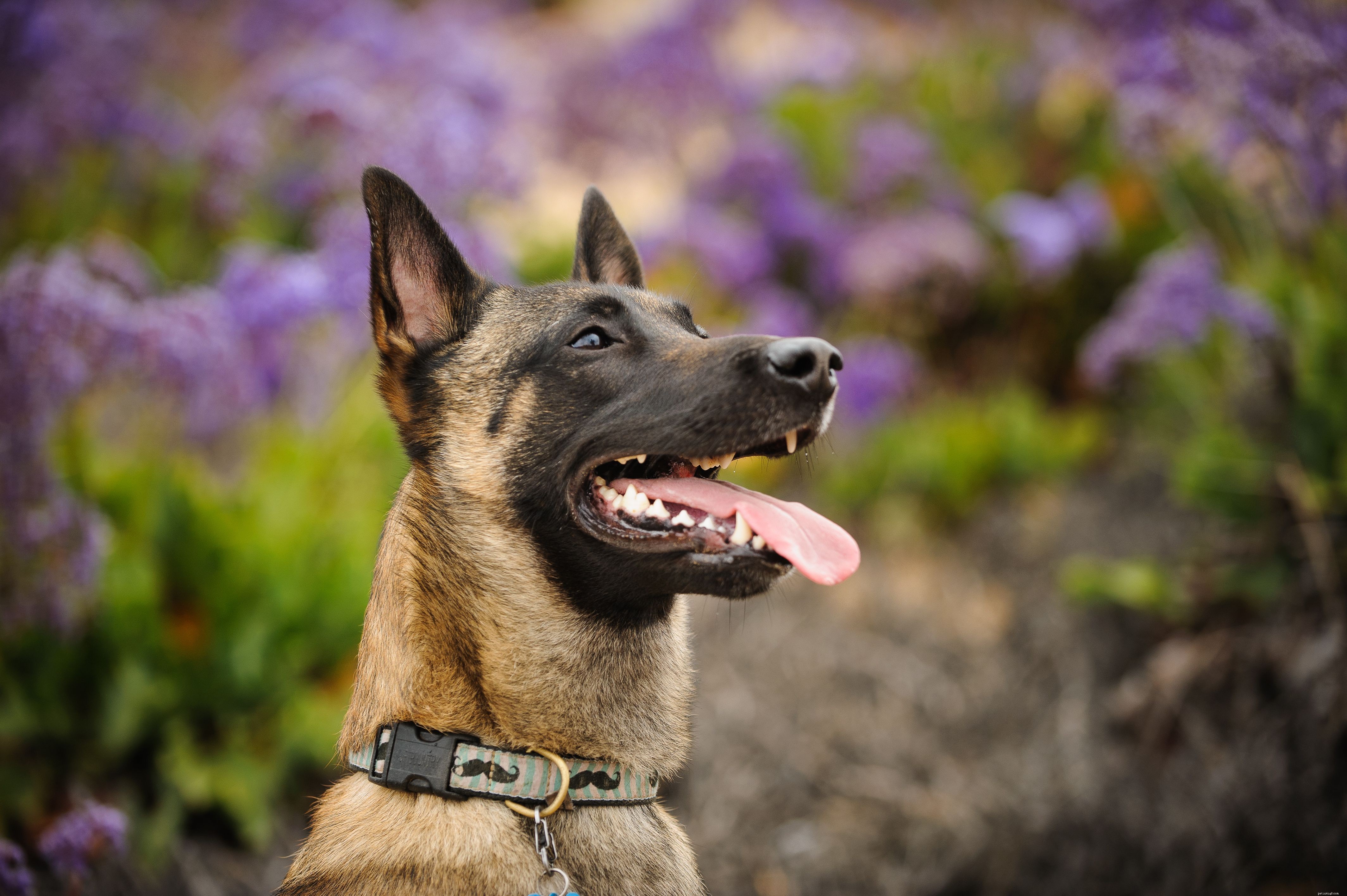 10 meilleures races de chiens pour la protection