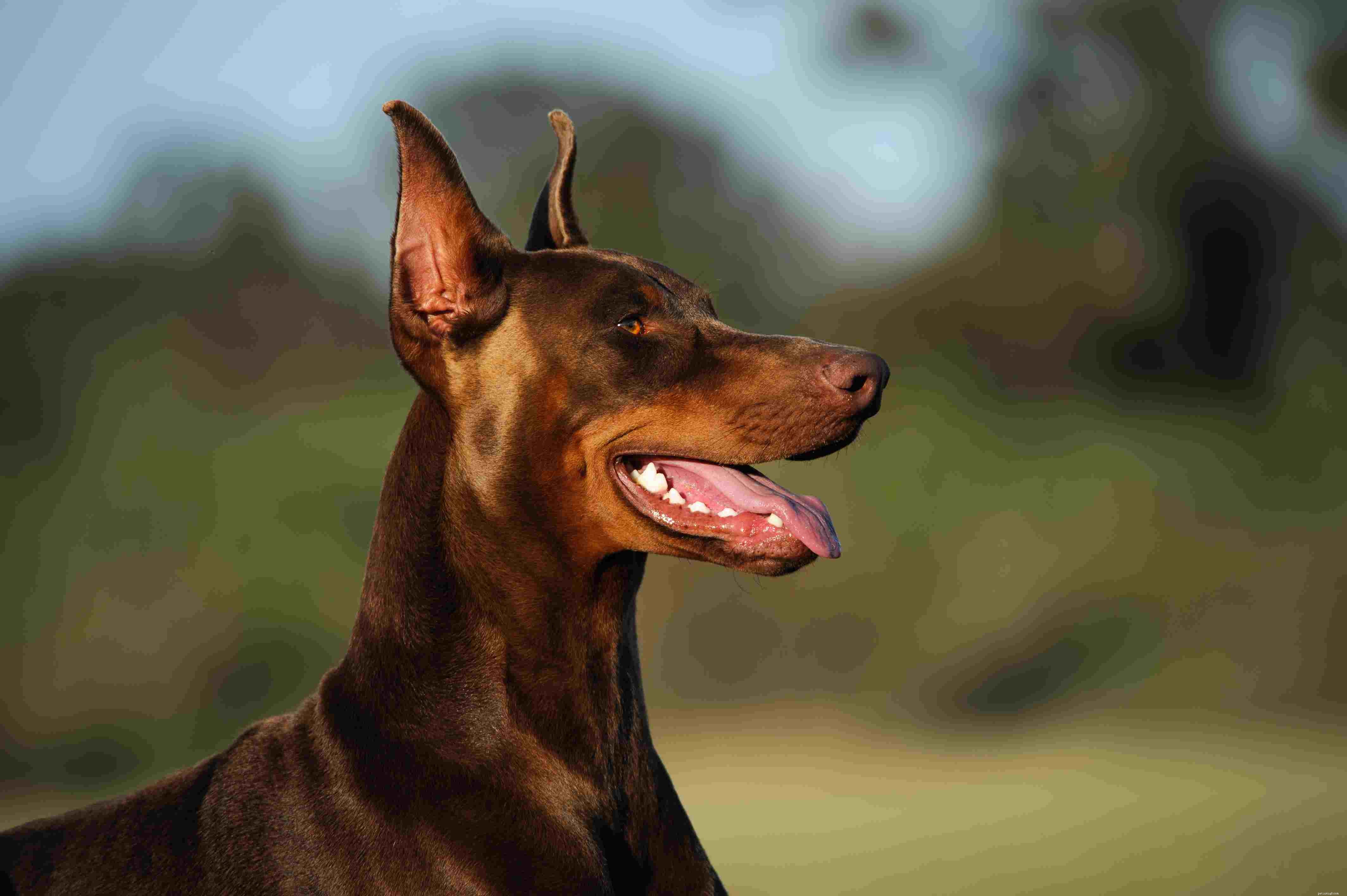 10 migliori razze di cani per la protezione
