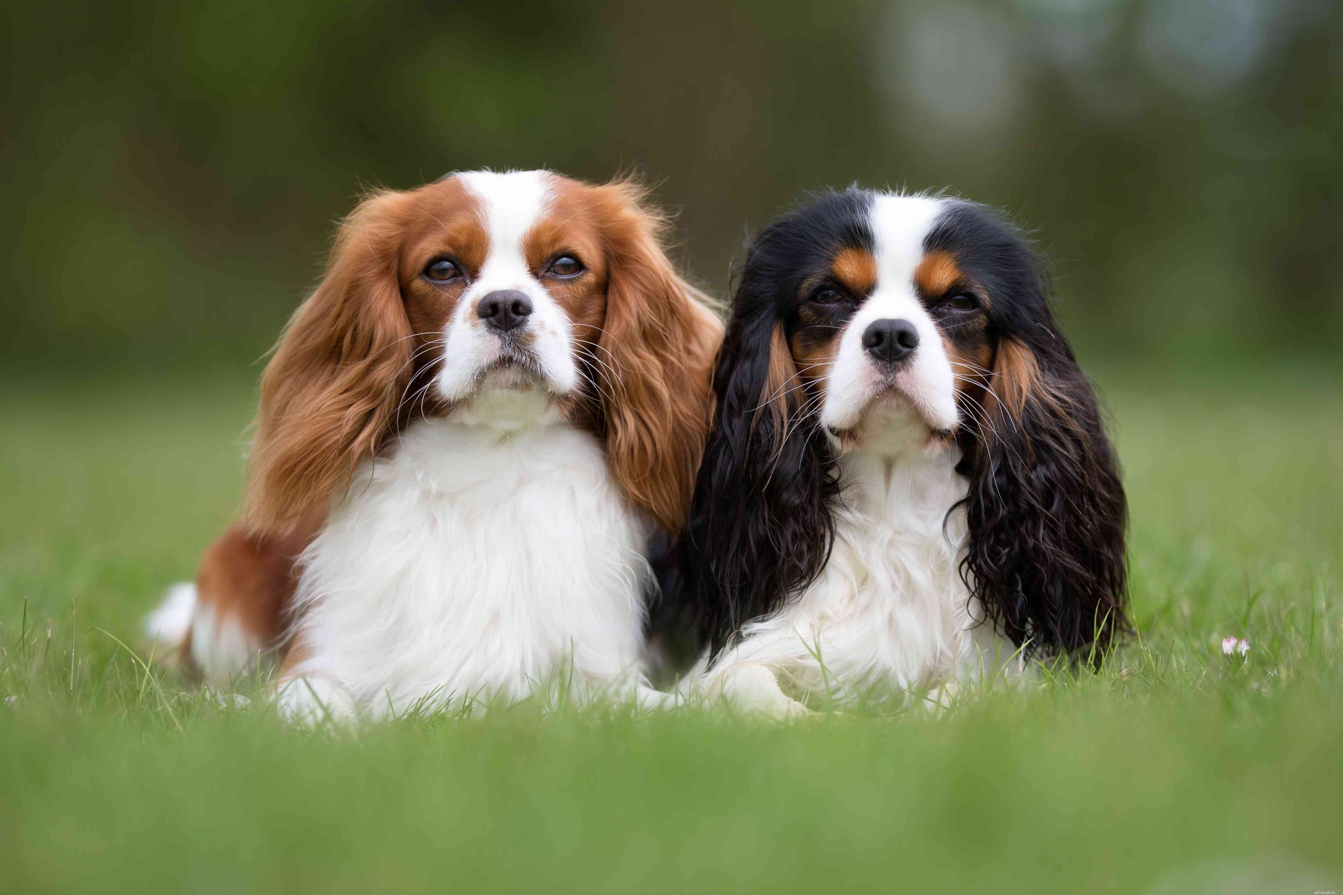 15 meilleures races de chiens pour les enfants et les familles