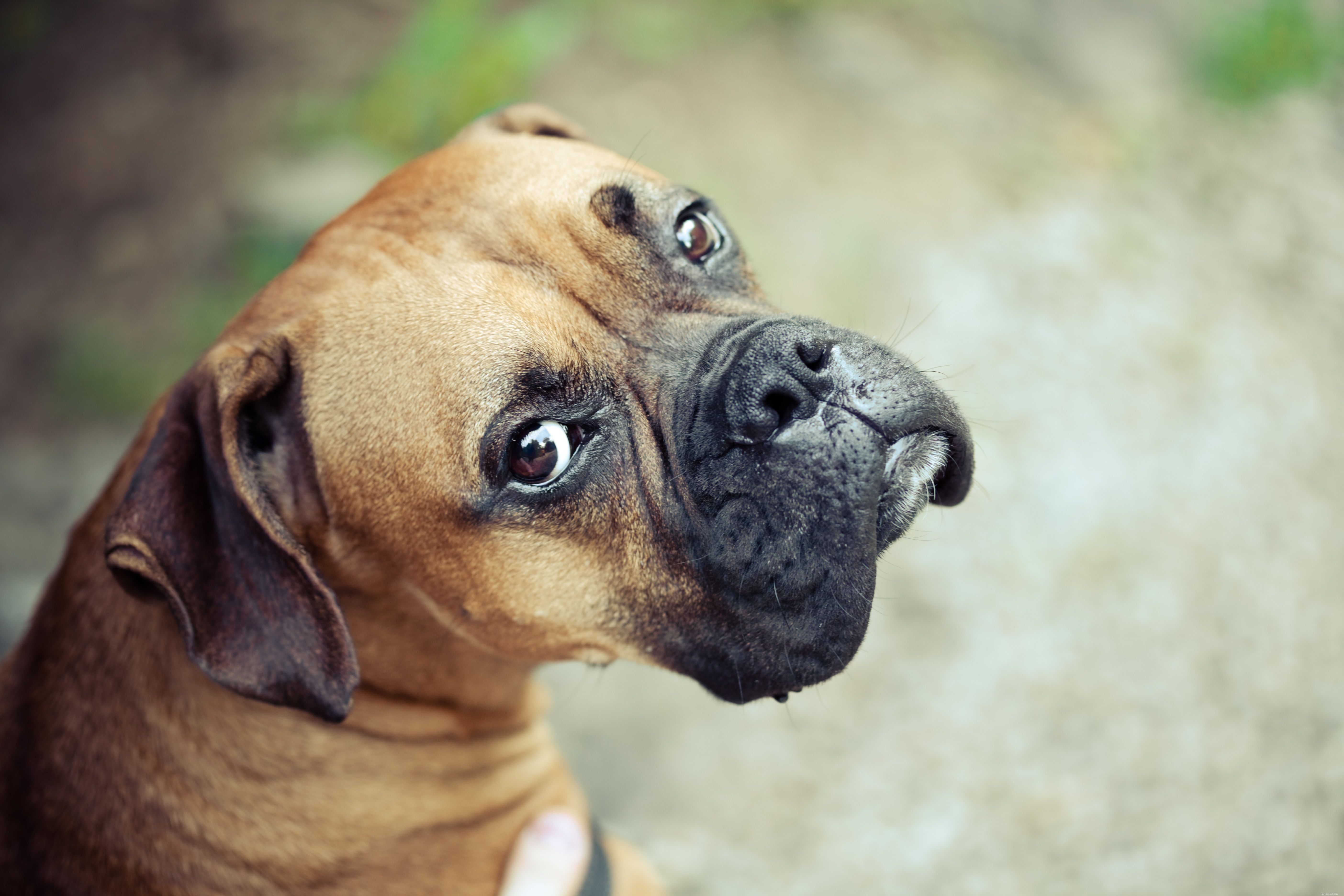10 nejlepších plemen psů pro první majitele