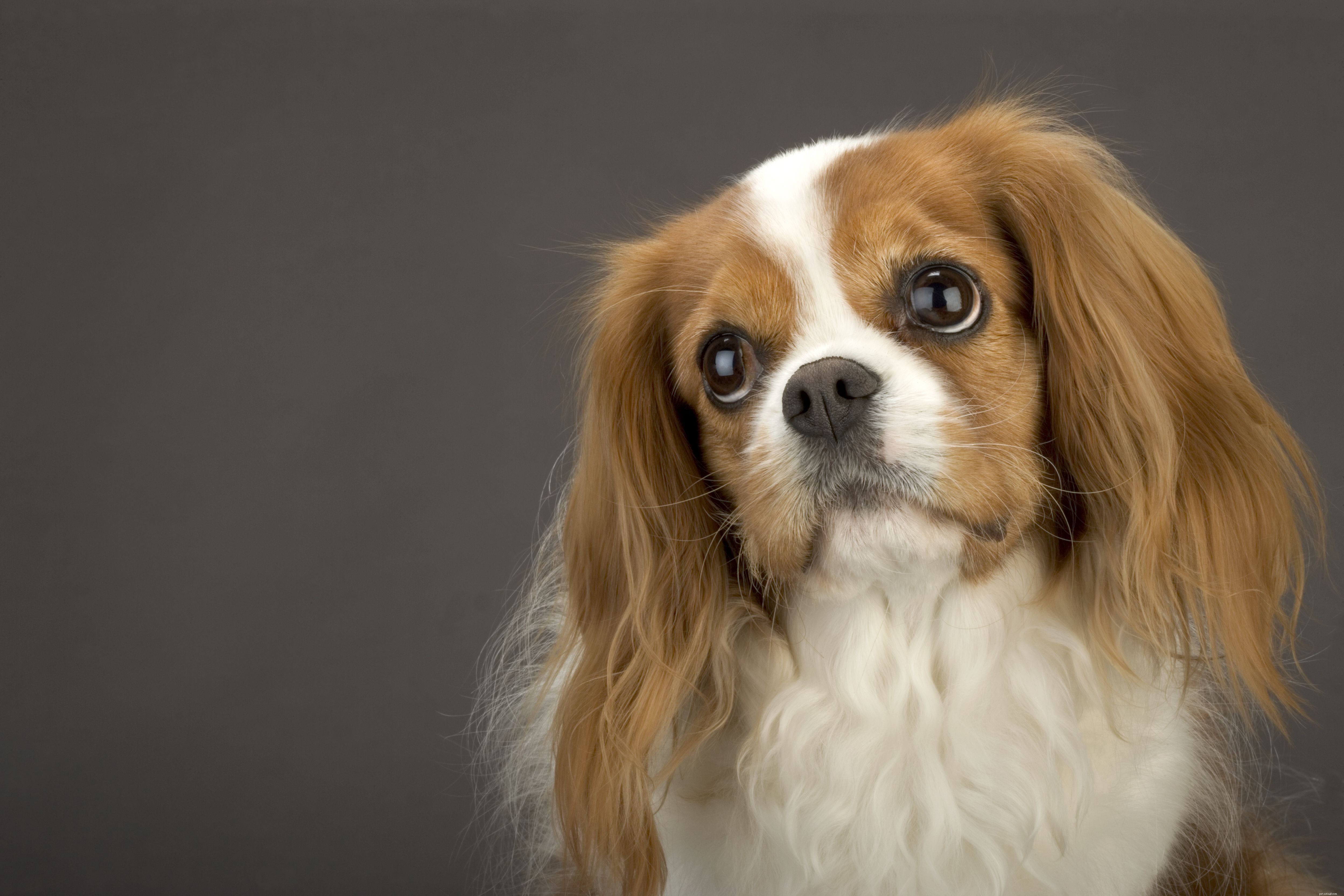 10 migliori razze di cani per i nuovi proprietari