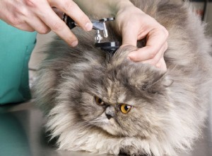 Öroninfektioner hos katter