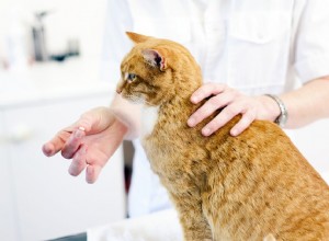 Hur du säkert ger din katt ett piller