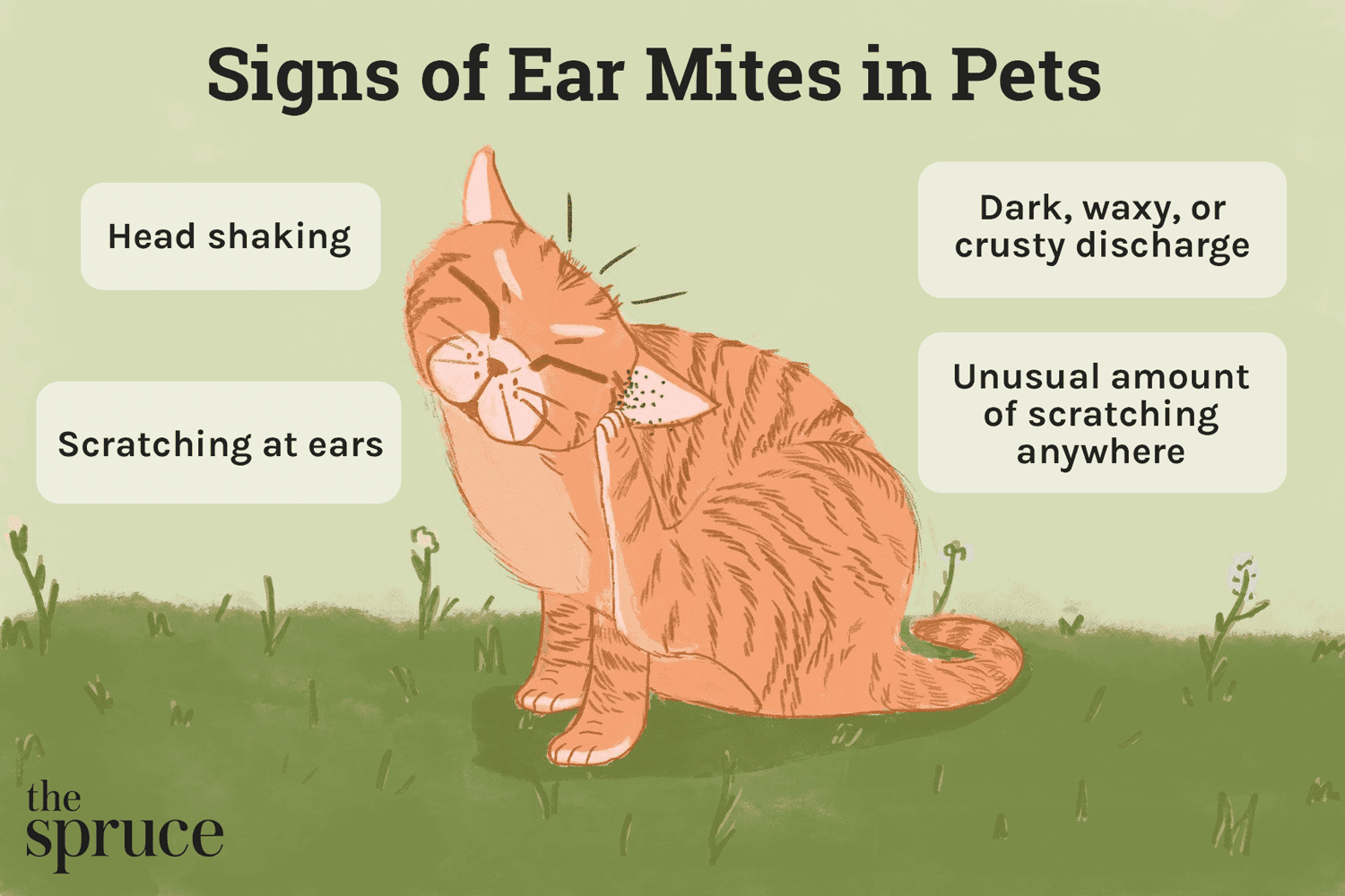 Hur man behandlar öronkvalster hos katter