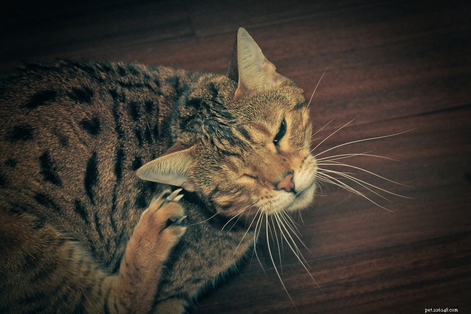 Jak léčit ušní roztoče u koček