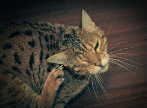 Как лечить ушных клещей у кошек