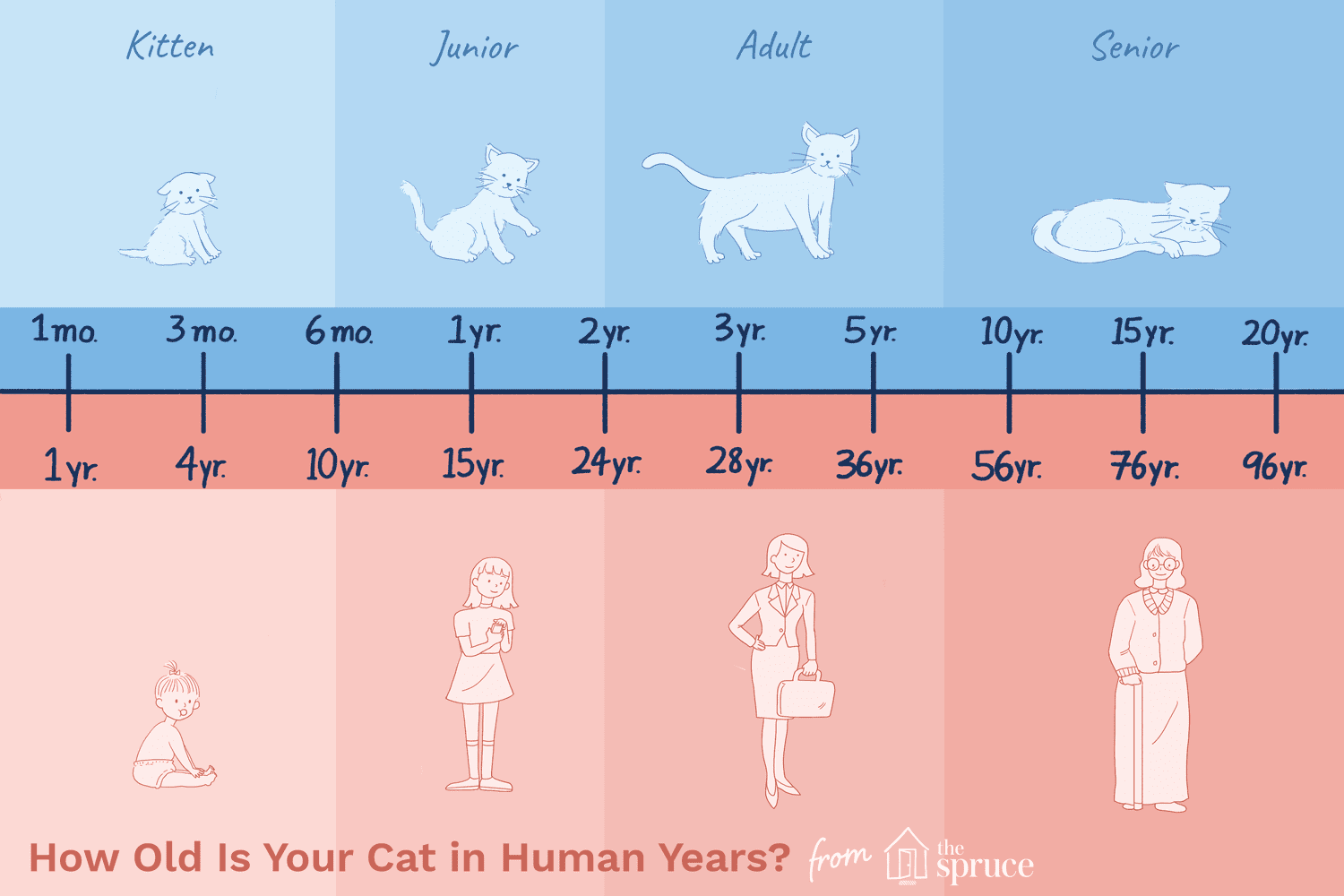 あなたの猫は人間の年で何歳ですか？ 
