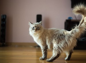 Сколько лет вашей кошке по человеческим меркам?
