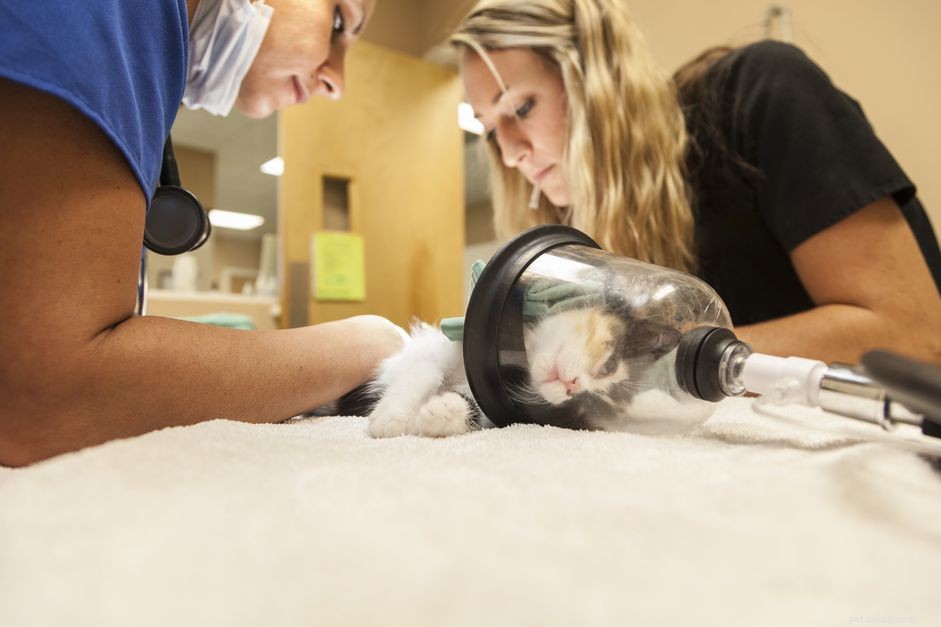 Co potřebujete vědět o anestezii pro vaši kočku
