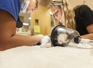 Что нужно знать об анестезии для вашей кошки