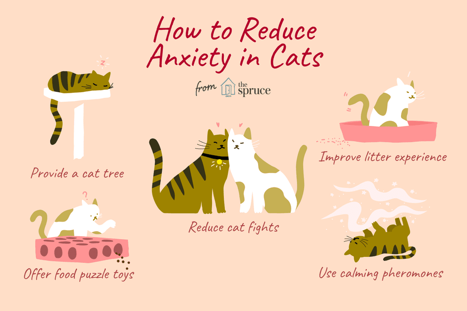 Como treinar seu gato para ser menos ansioso