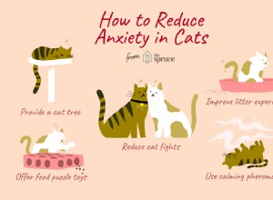 Jak vycvičit kočku, aby byla méně úzkostná