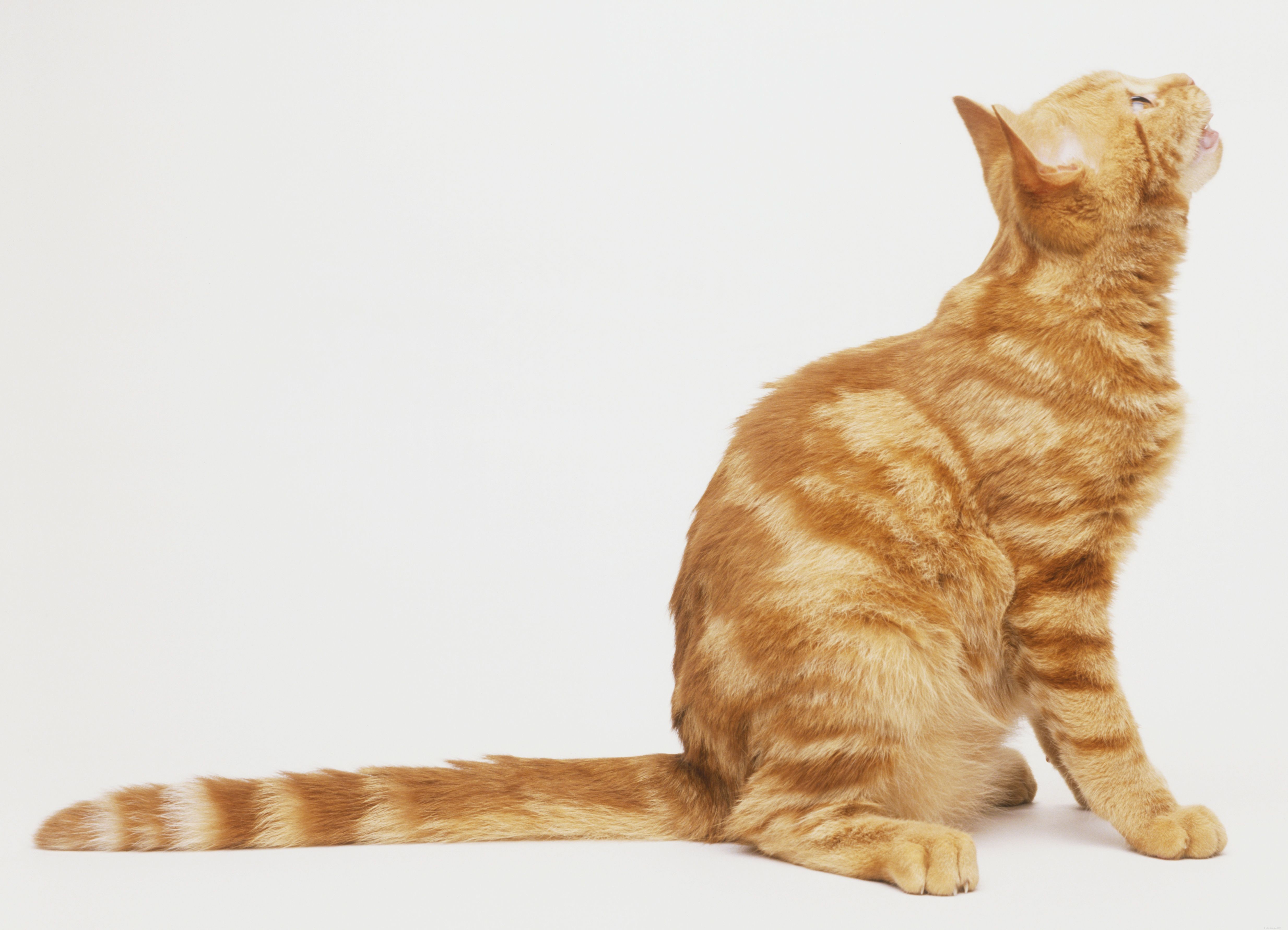 Como determinar se os quartos traseiros do seu gato estão saudáveis