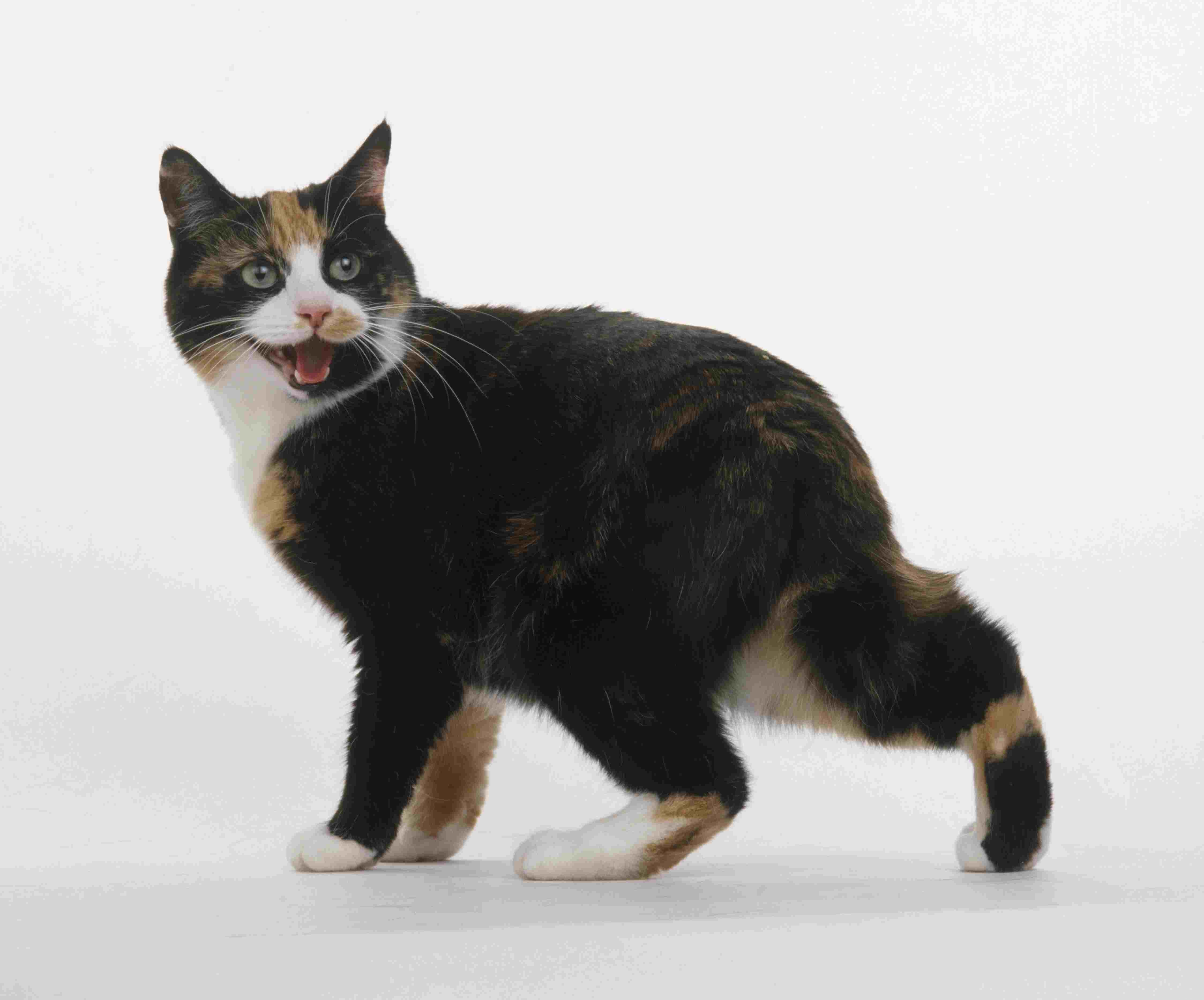 Как определить, здоровы ли задние конечности вашей кошки