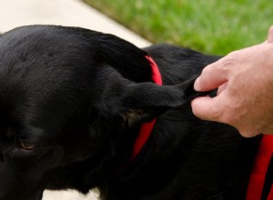 Hematoma de orelha em cães